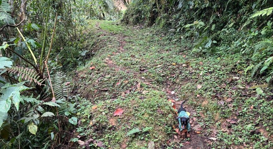 Fotos de VEREDA EL 60 VIA MINAS AMAGA 