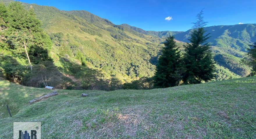 Fotos de LA MIEL POR FRIKO